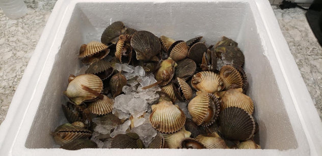 Scalloping Over Yonder On The Cape