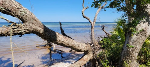 Maritime Hammock Trail - Over Yonder On The Cape