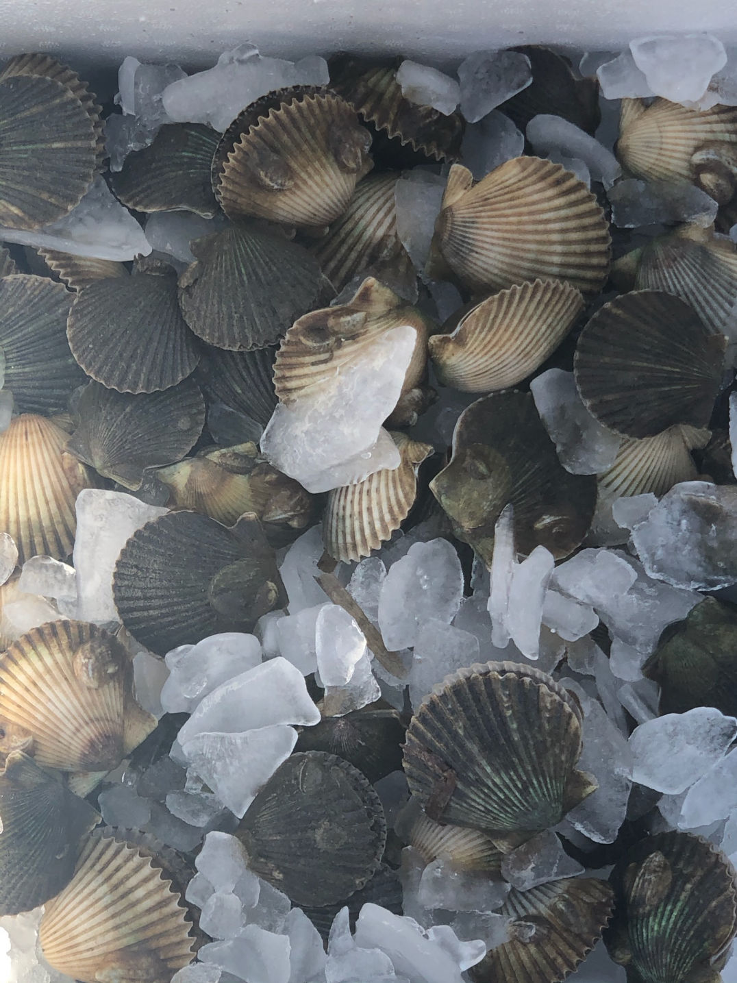 Scalloping - Over Yonder On The Cape